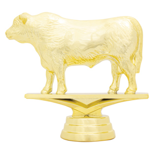 Angus Bull