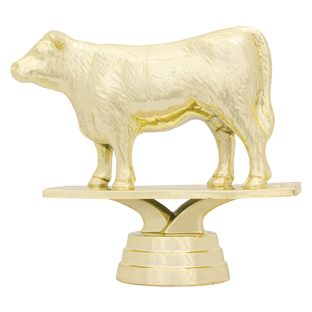 Angus Cow